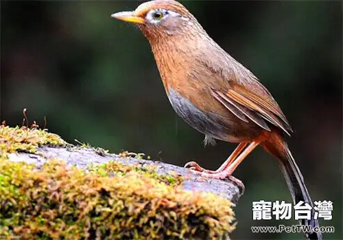 養畫眉鳥要注意什麼