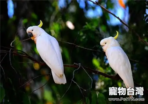 飼養鸚鵡有哪些技巧(1圖)-寵物台灣