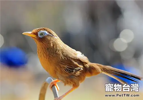 如何捕捉野鳥