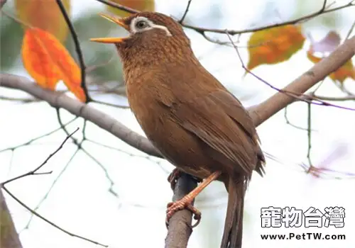 如何訓練畫眉鳥鳴唱(1圖)-寵物台灣