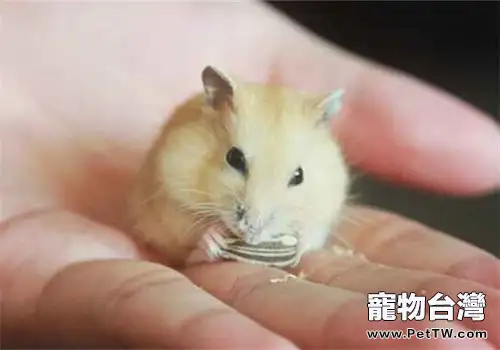 如何分辨未滿月幼鼠的性別(1圖)-寵物台灣