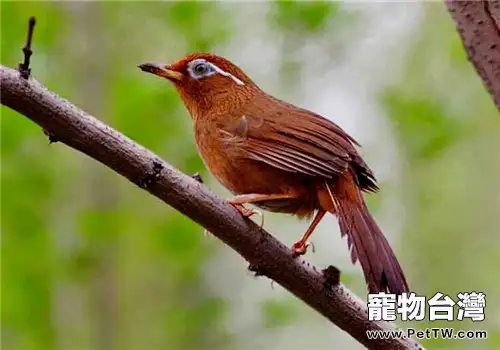 挑選畫眉鳥的注意事項