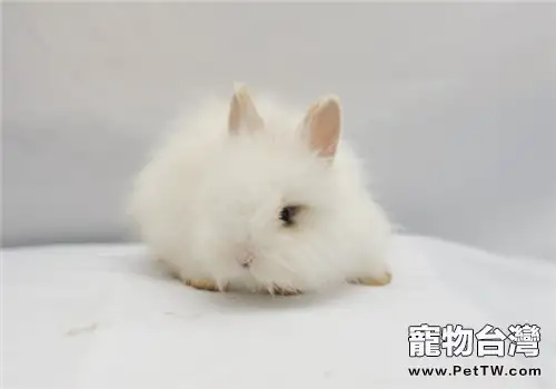 兔子膨脹病的症狀及治療(1圖)-寵物台灣