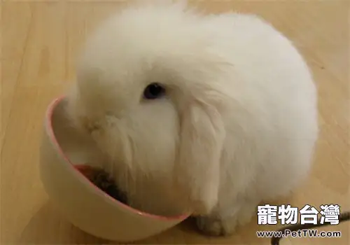 兩種方法為兔兔清理耳朵