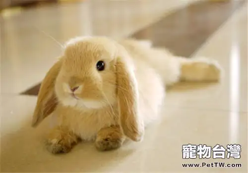 寵物兔的懷孕鑒別法