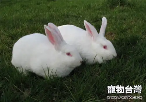 秋季飼養家兔的兩個要點