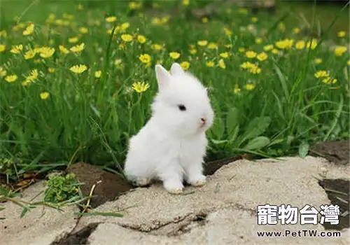 長毛兔的夏季環境管理