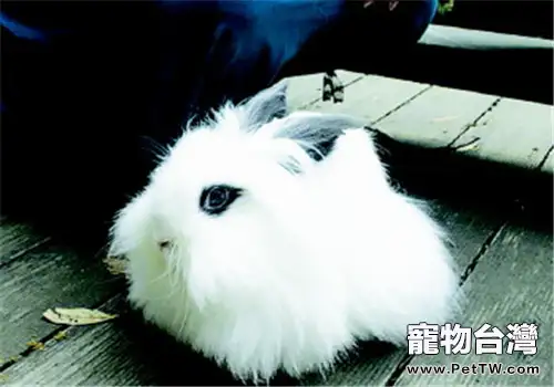 長毛兔夏季的餵食要點(1圖)-寵物台灣