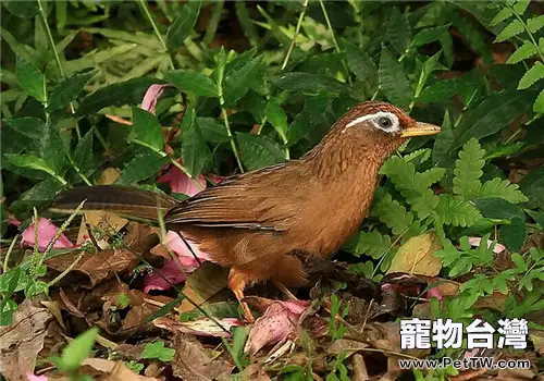 畫眉鳥聲音沙啞的原因有哪些