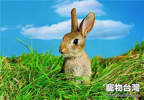 三個要點看野兔的真偽(1圖)-寵物台灣