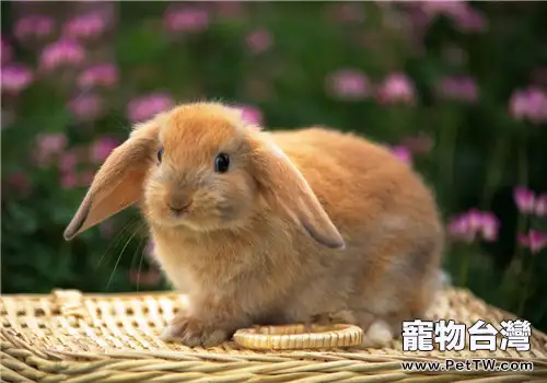 什麼蔬菜可以餵食兔兔