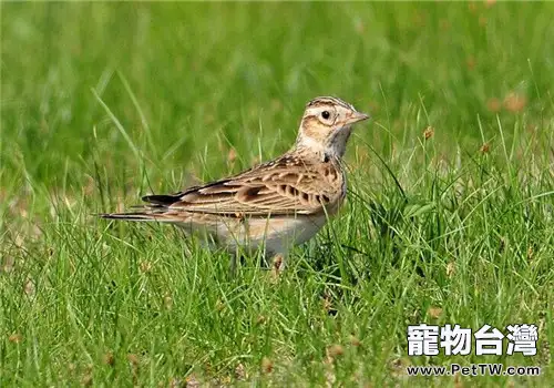 百靈鳥脂肪肝病的症狀及防治