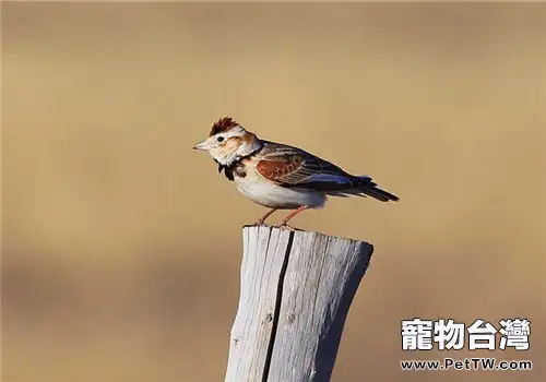 觀賞鳥急性腹瀉的防治方法