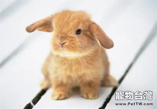 餵食兔兔蔬菜的注意事項