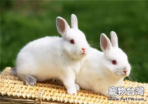 寵物兔食毛症的預防措施