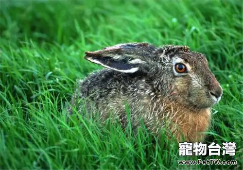兔兔發情後的注意事項(1圖)-寵物台灣