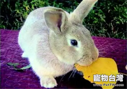 餵食幼兔也需注意定時定量(1圖)-寵物台灣