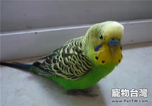 虎皮鸚鵡眼圈發紅怎麼回事(1圖)-寵物台灣