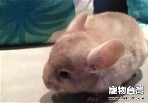 給龍貓洗澡的常規注意事項(1圖)-寵物台灣
