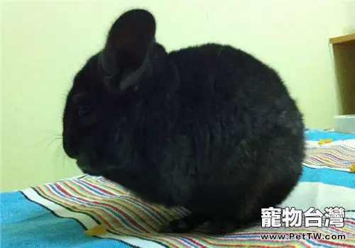 如何能滅掉龍貓身上的螨蟲(1圖)-寵物台灣