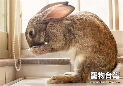 兔兔鼻炎的症狀及防治