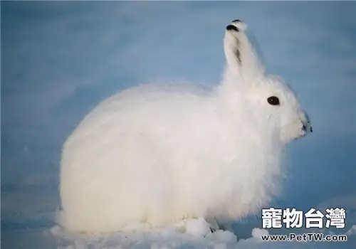 飼養公兔好還是母兔好