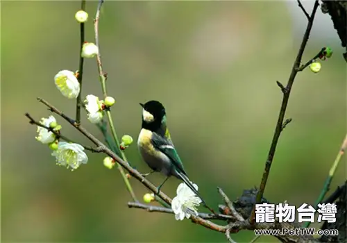 如何挑選大山雀