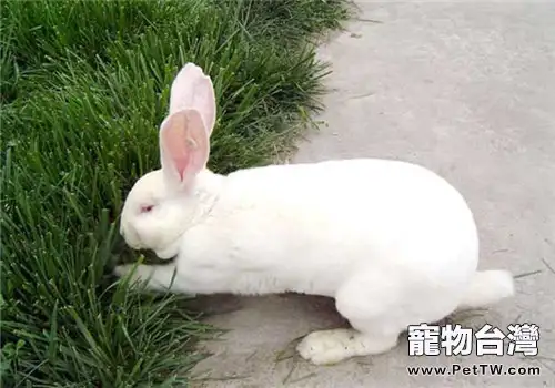 獺兔常見疾病的處理方法