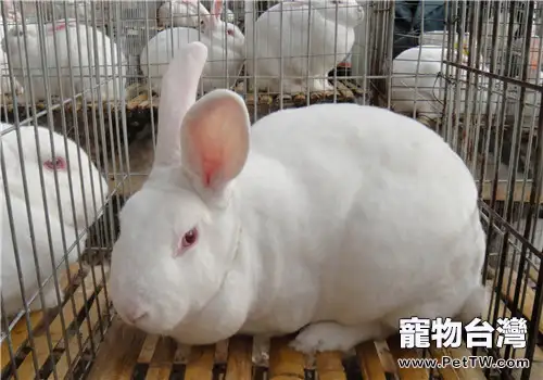 兔兔球蟲病的症狀詳解
