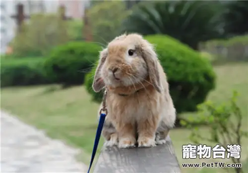 兔兔皮膚真菌病的傳播途徑(1圖)-寵物台灣