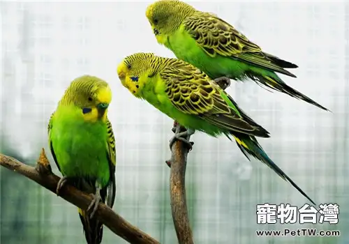 如何訓練虎皮鸚鵡蕩鞦韆(1圖)-寵物台灣