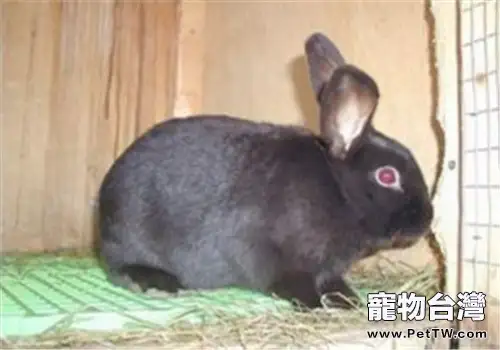 兔兔鈣磷缺乏症的症狀