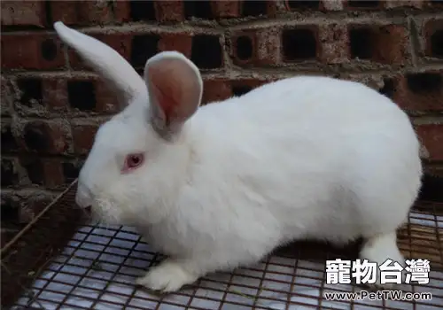 剛到家的斷奶小兔應該如何照顧(1圖)-寵物台灣