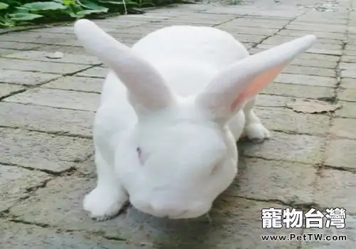 新進家幼兔的餵食要點(1圖)-寵物台灣