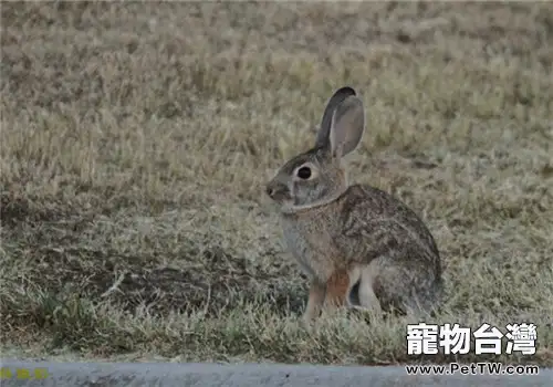 兔支氣管敗血波氏桿菌病的防治