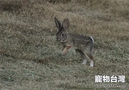 幼兔斷奶的注意事項