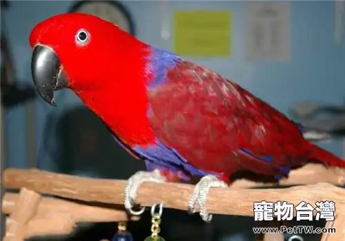 家養鸚鵡有天敵嗎(1圖)-寵物台灣