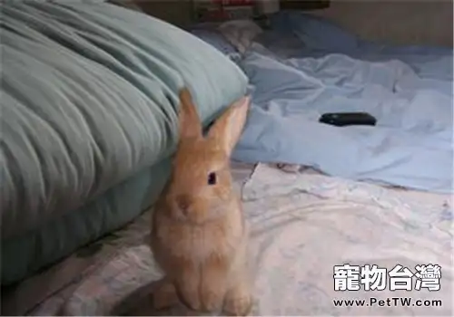 幼兔運動的注意事項