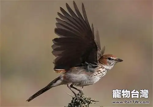 百靈鳥叫聲的含義是什麼(1圖)-寵物台灣