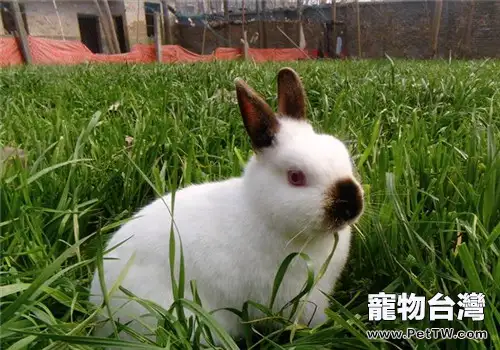 營養對母兔泌乳量的重要性