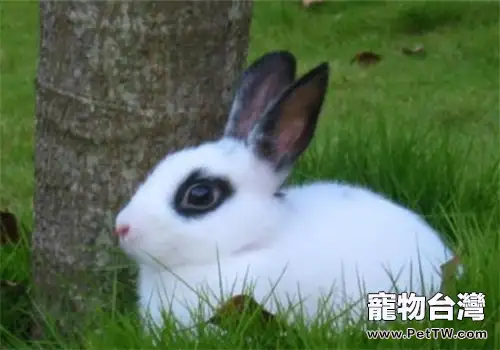 冬季肉兔育肥的三個方法（1圖）-寵物台灣