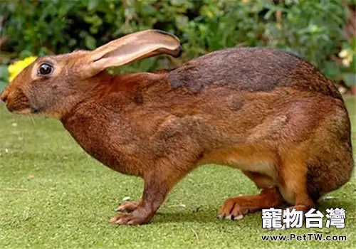兔兔飼料中添加葡萄糖的好處
