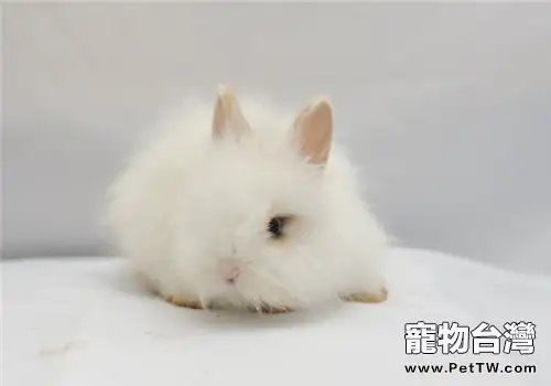 長毛兔的飼養注意事項