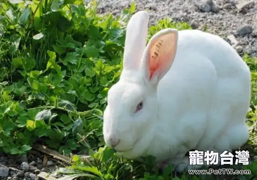 健康獺兔需要從幼兔飼養抓起