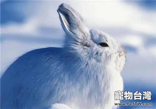 兔兔四季的飼養注意事項