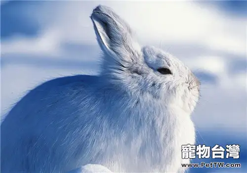 兔兔四季的飼養注意事項(1圖)-寵物台灣