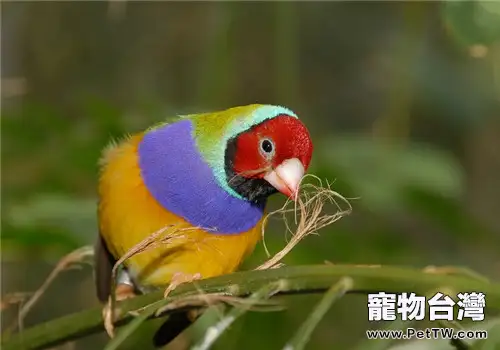 七彩文鳥種鳥的日常管理