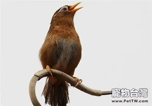 畫眉鳥不叫怎麼辦(1圖)-寵物台灣