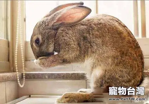 兔子其實能聽懂人類的語言