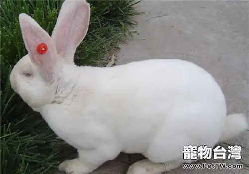 如何提高獺兔的產仔率(1圖)-寵物台灣